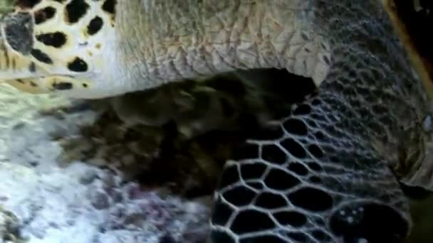 Tortue marine et plongeurs sur un fond marin propre et limpide . — Video