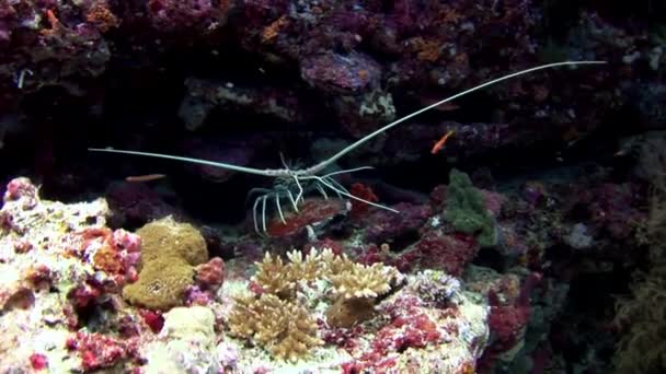 Yengeç hios su altında gıda Maldivler deniz yatağı üzerinde arama. — Stok video