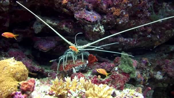 Yengeç hios su altında gıda Maldivler deniz yatağı üzerinde arama. — Stok video
