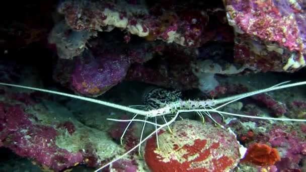 Yengeç hios su altında gıda Maldivler deniz yatağı üzerinde arama. — Stok video