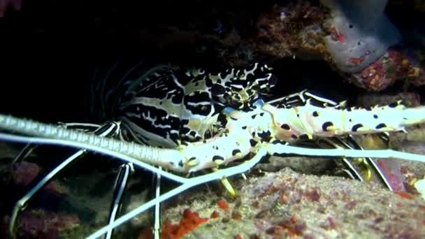 Crab hios underwater in search of food on seabed of Maldives. — Stock Video