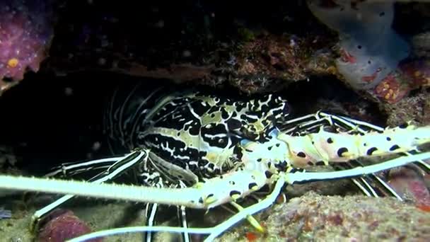 Hios de cangrejo bajo el agua en busca de alimento en el fondo marino de Maldivas . — Vídeo de stock
