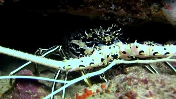 Crab hios underwater in search of food on seabed of Maldives. — Stock Video