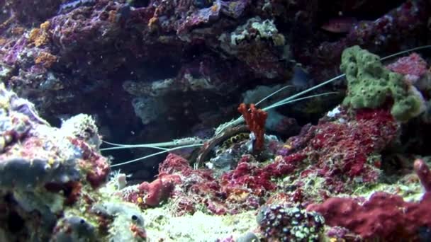 Krab hios pod vodou při hledání potravy na mořském dně Malediv. — Stock video