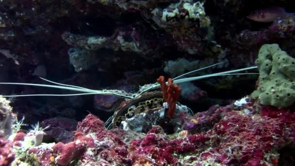 Hios víz alatti, a tengerfenék, a Maldív-szigetek élelmet keresve tarisznyarák. — Stock videók