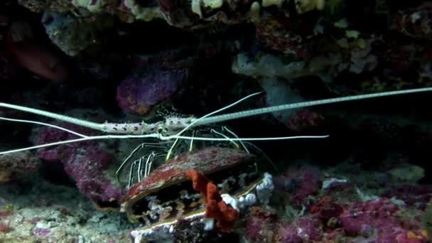 Krab Oberhof onderwater op zoek naar voedsel op de zeebodem van de Maldiven. — Stockvideo