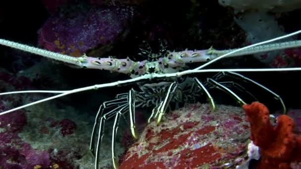 Crabe hios sous l'eau à la recherche de nourriture sur les fonds marins des Maldives . — Video