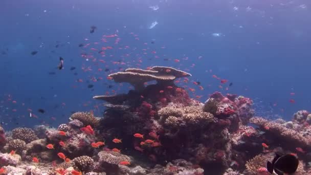 School van vissen onderwater op achtergrond van verbazingwekkende zeebodem in Maldiven. — Stockvideo