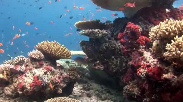 School van vissen onderwater op achtergrond van verbazingwekkende koraal zeebodem in Maldiven. — Stockvideo