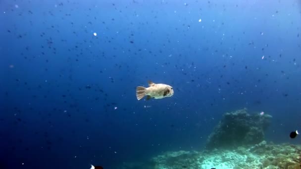 Giant pufferfish boxfish macro video closeup underwater seabed in Maldives. — Stock Video