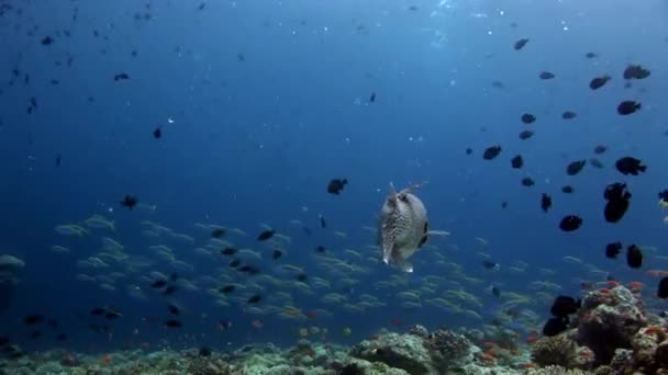 Гігантського "pufferfish" boxfish макрос відео крупним планом підводний морського дна в Мальдіви. — стокове відео