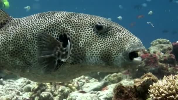 Reuze pufferfish koffervis macro video close-up onderwater zeebodem in Maldiven. — Stockvideo