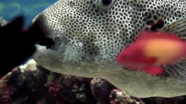 Gigante pufferfish boxfish macro vídeo closeup subaquático fundo do mar em Maldivas . — Vídeo de Stock