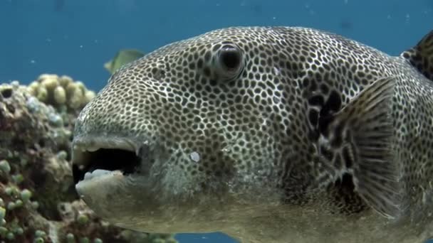 Reuze pufferfish koffervis macro video close-up onderwater zeebodem in Maldiven. — Stockvideo