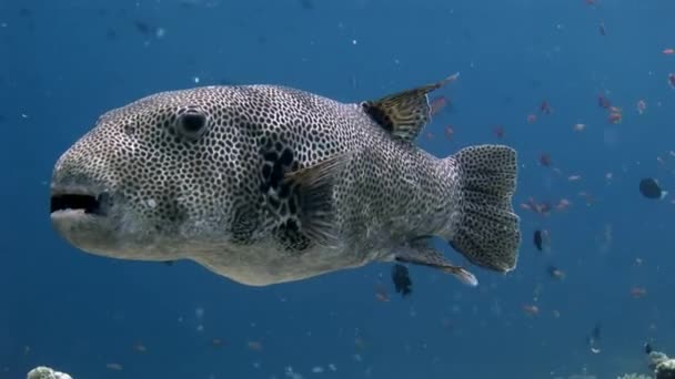 Pez globo gigante boxfish macro video primer plano fondo marino submarino en Maldivas . — Vídeos de Stock