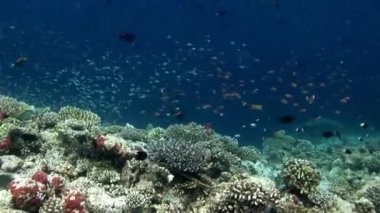 Maldivler muhteşem deniz dibinin arka plan üzerinde su altında balık sürüsü.