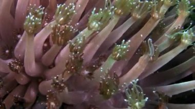 Maldivler muhteşem deniz dibinin arka plan üzerinde yumuşak mercan sualtı.