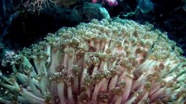 Maldivler muhteşem deniz dibinin arka plan üzerinde yumuşak mercan sualtı.