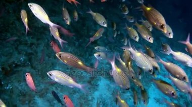 Maldivler muhteşem deniz dibinin arka plan üzerinde su altında balık sürüsü.