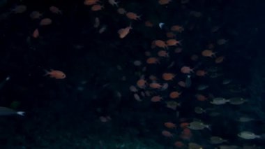 Okul orfoz kırmızı balık deniz levreği büyük gözlerin su altında Maldivler deniz yatağı üzerinde.