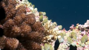 Sert ve yumuşak mercan sualtı şaşırtıcı deniz dibinin Maldivler.