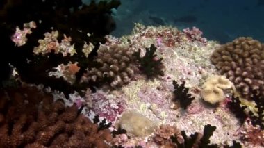 Sert ve yumuşak mercan sualtı şaşırtıcı deniz dibinin Maldivler.