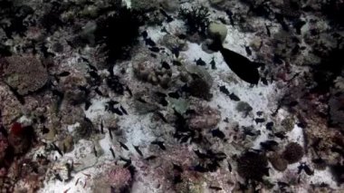 Sert ve yumuşak mercan sualtı şaşırtıcı deniz dibinin Maldivler.