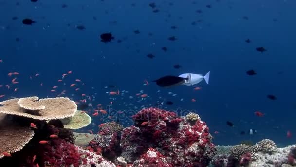 モルディブでの素晴らしい海底の背景上で水中の魚の学校. — ストック動画
