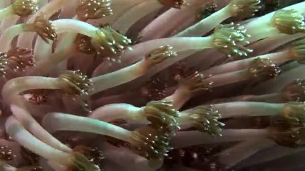 Soft corals underwater on background of amazing seabed in Maldives. — Stock Video