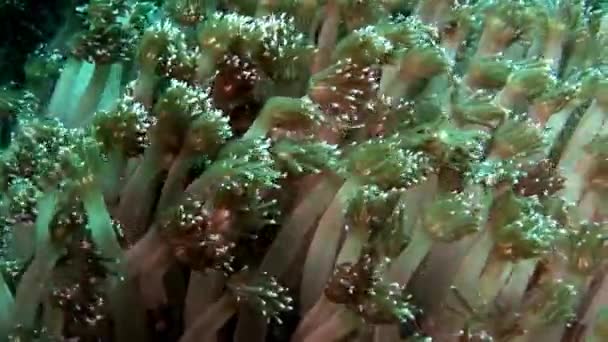 Bløde koraller under vandet på baggrund af fantastiske havbund i Maldiverne . – Stock-video