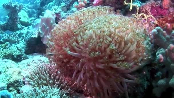 Soft corals underwater on background of amazing seabed in Maldives. — Stock Video