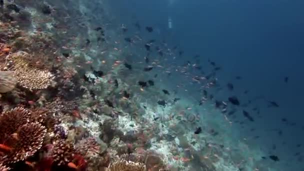 Fischschwärme unter Wasser vor dem Hintergrund des erstaunlichen Meeresbodens auf den Malediven. — Stockvideo