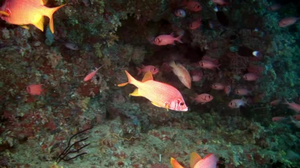 School of grouper fish sea bass big eyes underwater on seabed in Maldives. — Stock Video