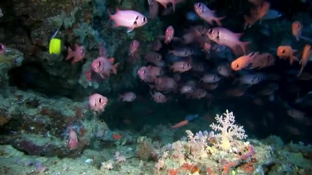 Escola de grouper peixe robalo grandes olhos subaquáticos no fundo do mar em Maldivas . — Vídeo de Stock