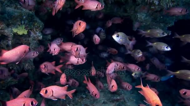 Escola de grouper peixe robalo grandes olhos subaquáticos no fundo do mar em Maldivas . — Vídeo de Stock