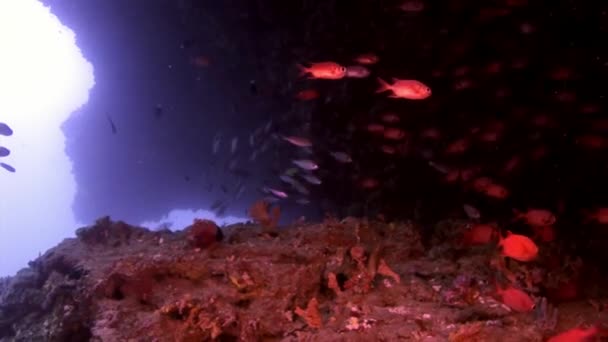 Школа окуня красной рыбы морской окунь большие глаза под водой на морском дне на Мальдивах . — стоковое видео