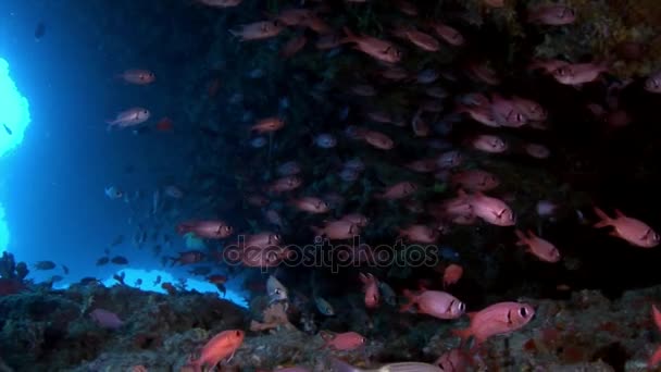 École de mérou poisson rouge bar gros yeux sous l'eau sur les fonds marins aux Maldives . — Video