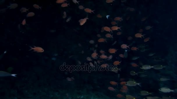 Schwarm der Zackenbarsche Roter Wolfsbarsch große Augen unter Wasser auf dem Meeresboden der Malediven. — Stockvideo