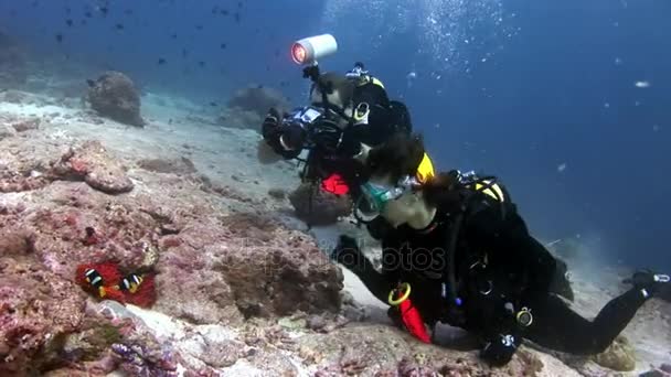 Scuba diver mély víz alatti úszás. — Stock videók