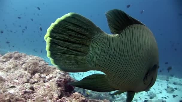 Napoleon vis wrasse en duikers onderwater op zeebodem. — Stockvideo