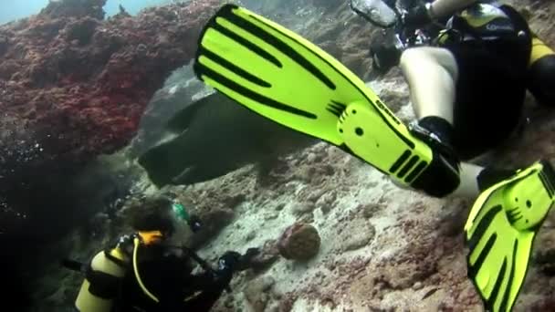 Napoleon balık wrasse ve dalgıçlar suyun altında deniz yatağı üzerinde. — Stok video