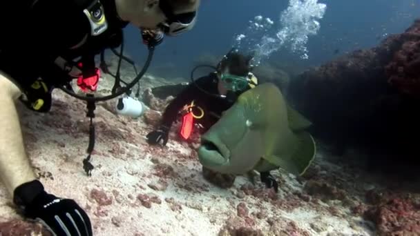 Napoleon ryba pyskoun a potápěče pod vodou na mořském dně. — Stock video