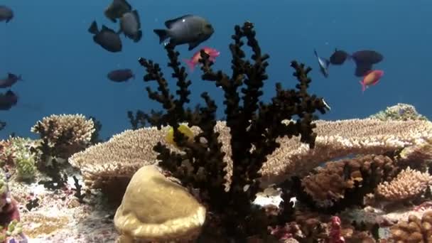 Harde en zachte koraal onderwater verbazingwekkende zeebodem in Maldiven. — Stockvideo