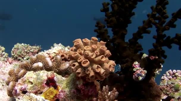 Coral duro y suave bajo el agua increíble fondo marino en Maldivas . — Vídeos de Stock