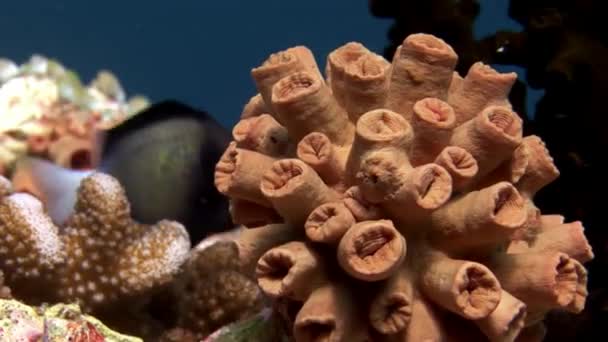 Corail dur et doux sous-marin fonds marins étonnants aux Maldives . — Video