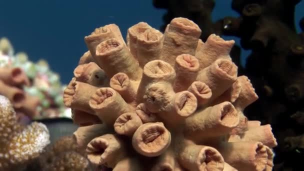 Coral duro y suave bajo el agua increíble fondo marino en Maldivas . — Vídeo de stock