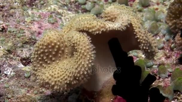 Hårda och mjuka koraller underwater fantastiska havsbotten i Maldiverna. — Stockvideo