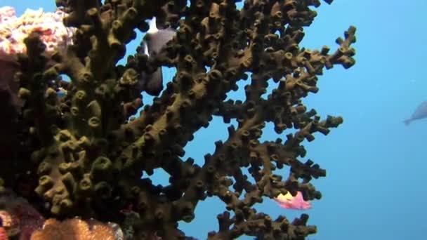 Sert ve yumuşak mercan sualtı şaşırtıcı deniz dibinin Maldivler. — Stok video