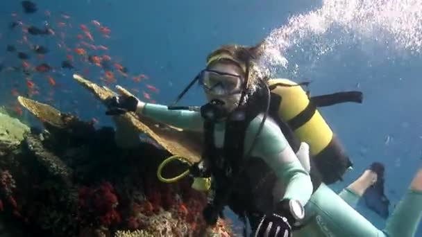 Taucher schwimmen tief unter Wasser. — Stockvideo