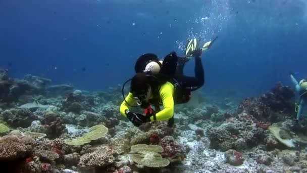 Scuba diver plavání hluboko pod vodou. — Stock video